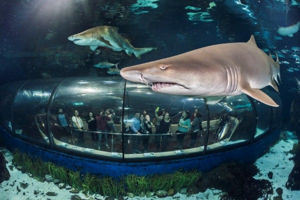 Aquarium de Barcelone : coupe-file