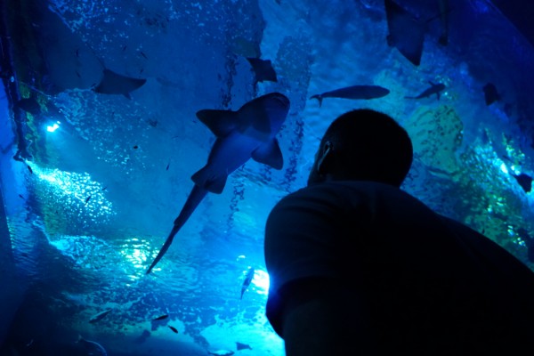 Севильский аквариум: Входной билет